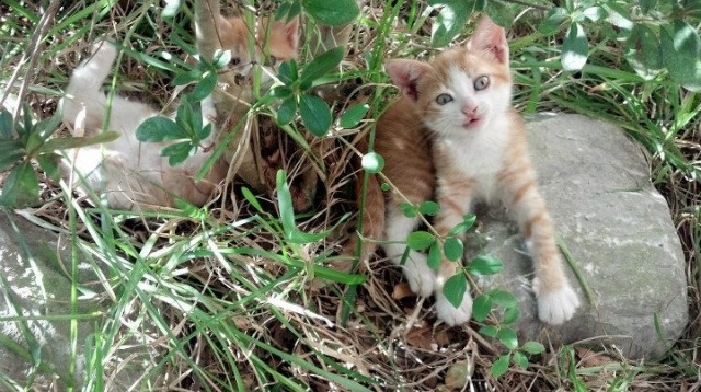 tiyu-imAPP下载-西甲决战激烈：明星对决，精彩纷呈！，西甲决赛2021